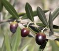 OLIVE TIME