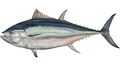 This is a tuna