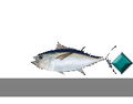 ADAM,S SPEED CHALENGE 2: TUNA SACRIFICE